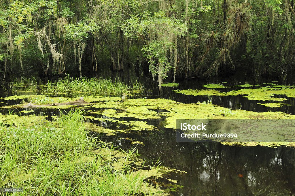 シーンでカービー Storter ボードウォークビッグサイプレスフロリダの自然保護区 - アメリカ合衆国のロイヤリティフリーストックフォト