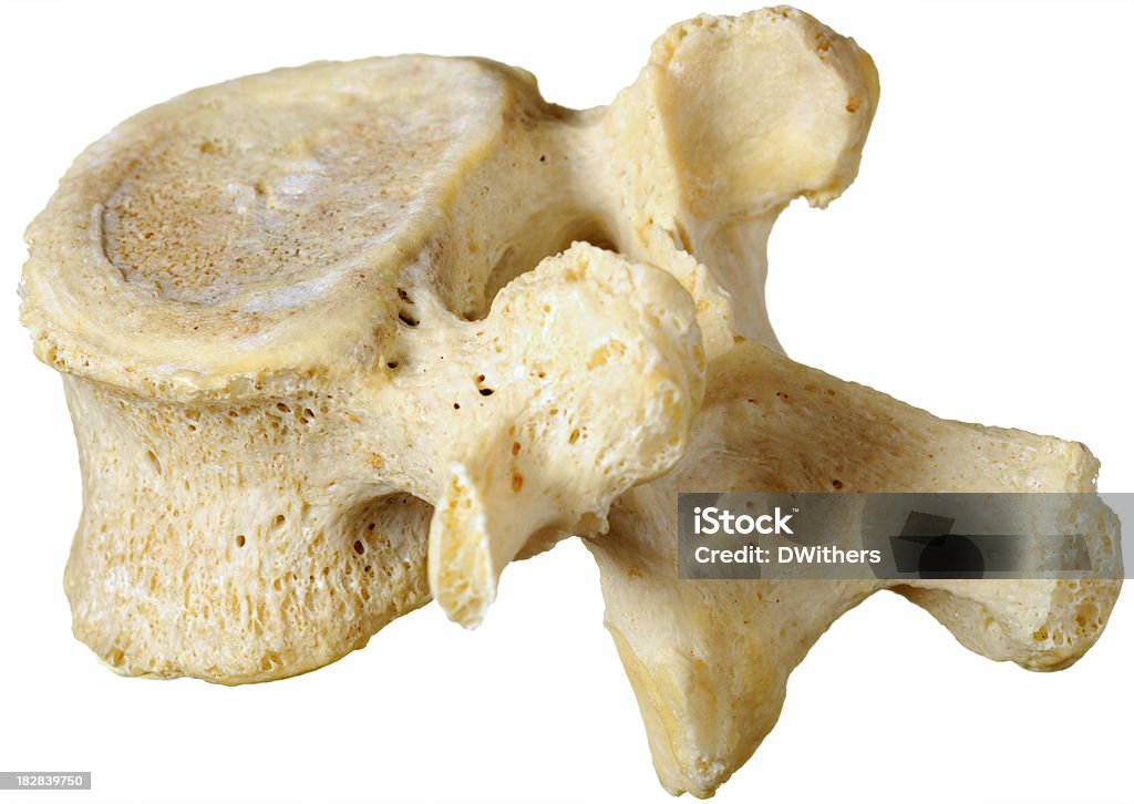 Human vértebra Lumbar-vista frontal Superior - Foto de stock de Vértebra humana libre de derechos