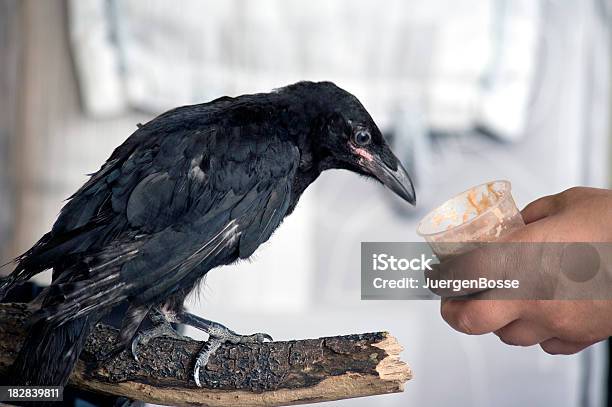 Żywienie Czarny Crow - zdjęcia stockowe i więcej obrazów Czarny kolor - Czarny kolor, Dziób - Pysk, Fotografika