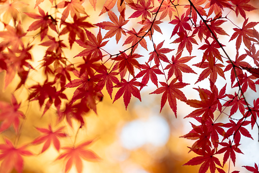 Maple tree in autumn season.