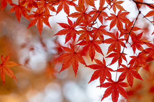 Red maple leaves on tree during autumn