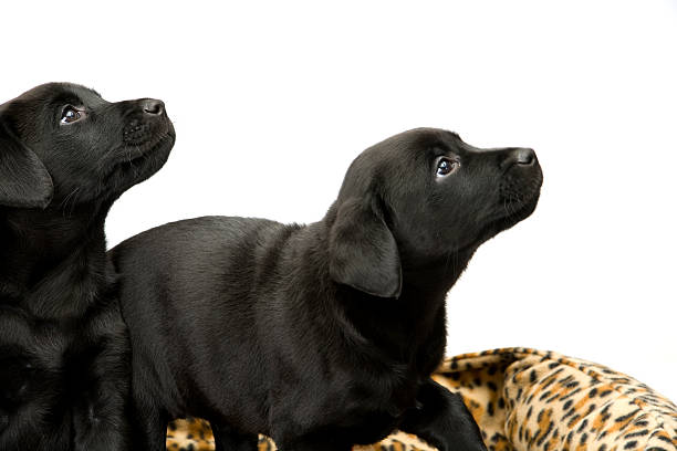 istock Black lab puppies on white seamless 182839915