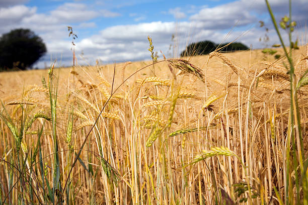 istock Field of Barley 182839960