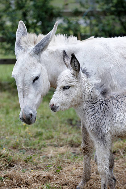 istock Donkeys mother and foal standing 182839973