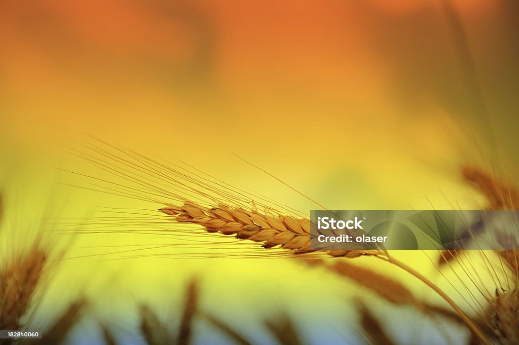 Close-up de trigo à noite - Foto de stock de Agricultura royalty-free