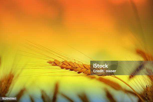 Foto de Closeup De Trigo À Noite e mais fotos de stock de Agricultura - Agricultura, Amarelo, Azul