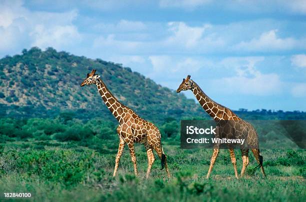 Two Reticulated Giraffes In Step Samburu National Park Stock Photo - Download Image Now