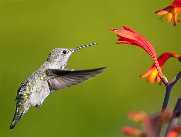 istock Anna's Hummingbird feeding on Crocosmia Flower 182840111