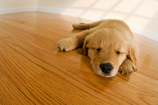 8 week old Golden Retriever puppy sleeping on a hardwood floor  