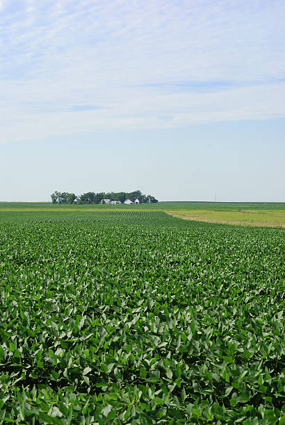 istock Iowa soybean field 182840162