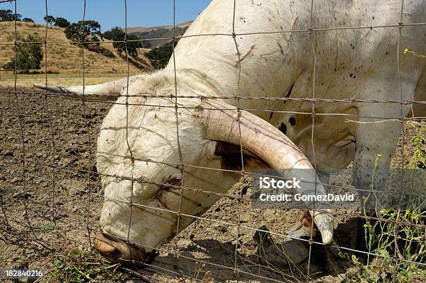Closeup Of Texas Longhornstier Stockfoto und mehr Bilder von Bulle - Männliches Tier - Bulle - Männliches Tier, Domestizierte Tiere, Farbbild