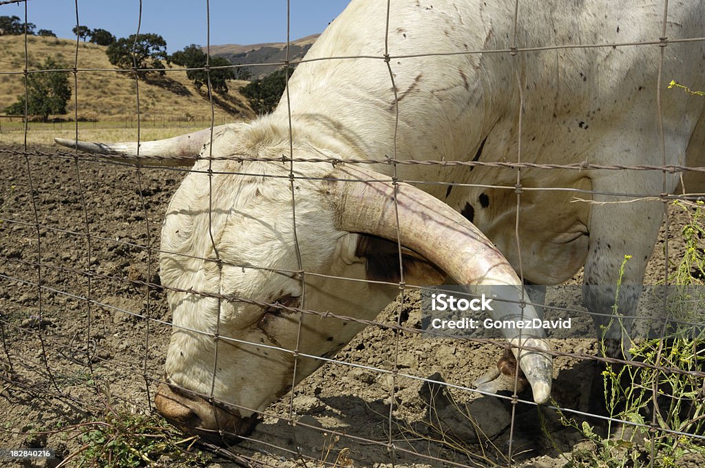 Close-up de touro Texas Longhorn Steer - Royalty-free Animal Foto de stock