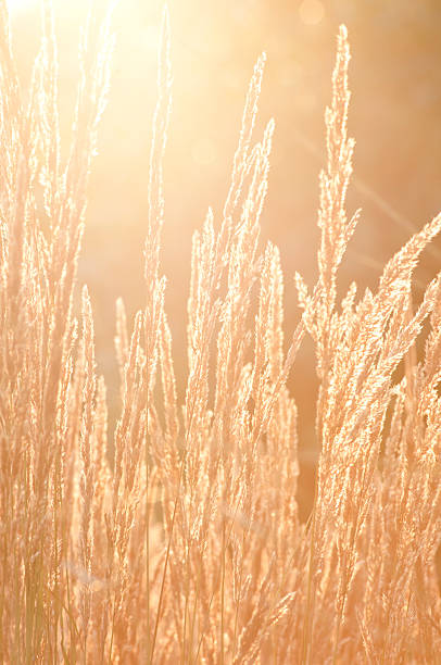 istock Reed grass (Calamagrostis) against summer evening sun - II 182840301