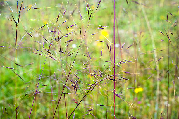 nature background stock photo