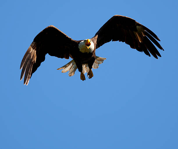 istock Swooping Bald Eagle; The Last Thing His Prey Ever Sees 182840386