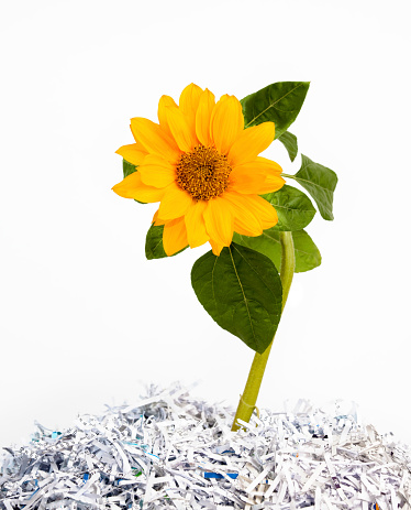 sunflower growing from recycled paper