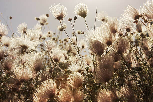 apache fallugia paradoxa prairie pluma de humo de la planta. - scented smoke single flower flower fotografías e imágenes de stock