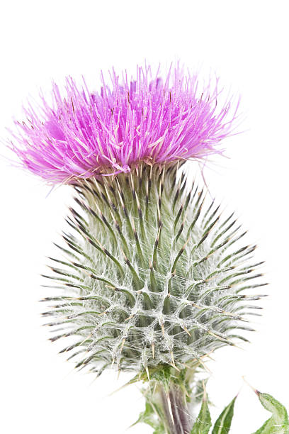 istock Scotch Thistle flowerhead isolated on white 182840916