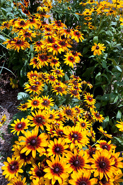 istock Yellow Daisies in Garden 182840984