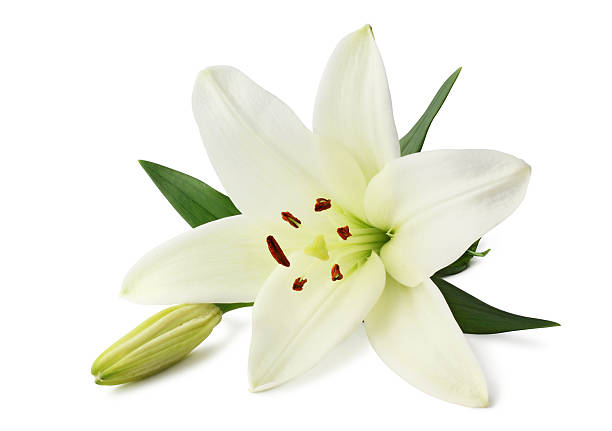 giglio isolato - lily white flower single flower foto e immagini stock