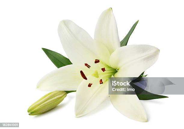 Giglio Isolato - Fotografie stock e altre immagini di Giglio - Giglio, Fiore, Bianco