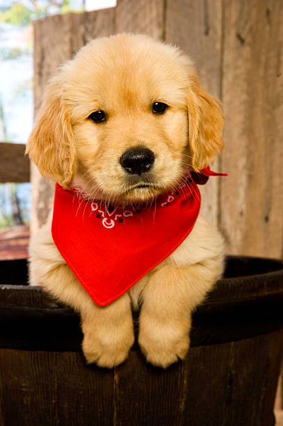 golden retriever cachorro de cilindro - golden retriever bandana dog handkerchief fotografías e imágenes de stock