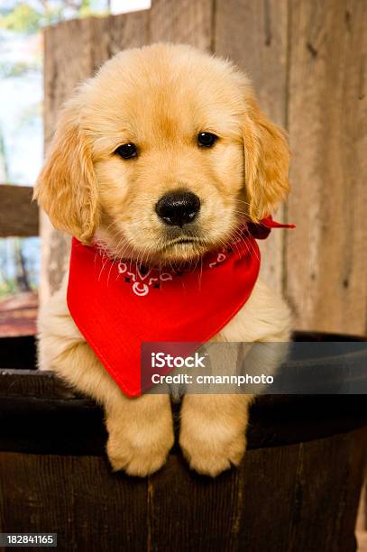 Golden Retriever Puppy In Barrel Stock Photo - Download Image Now - Bandana, Puppy, Dog