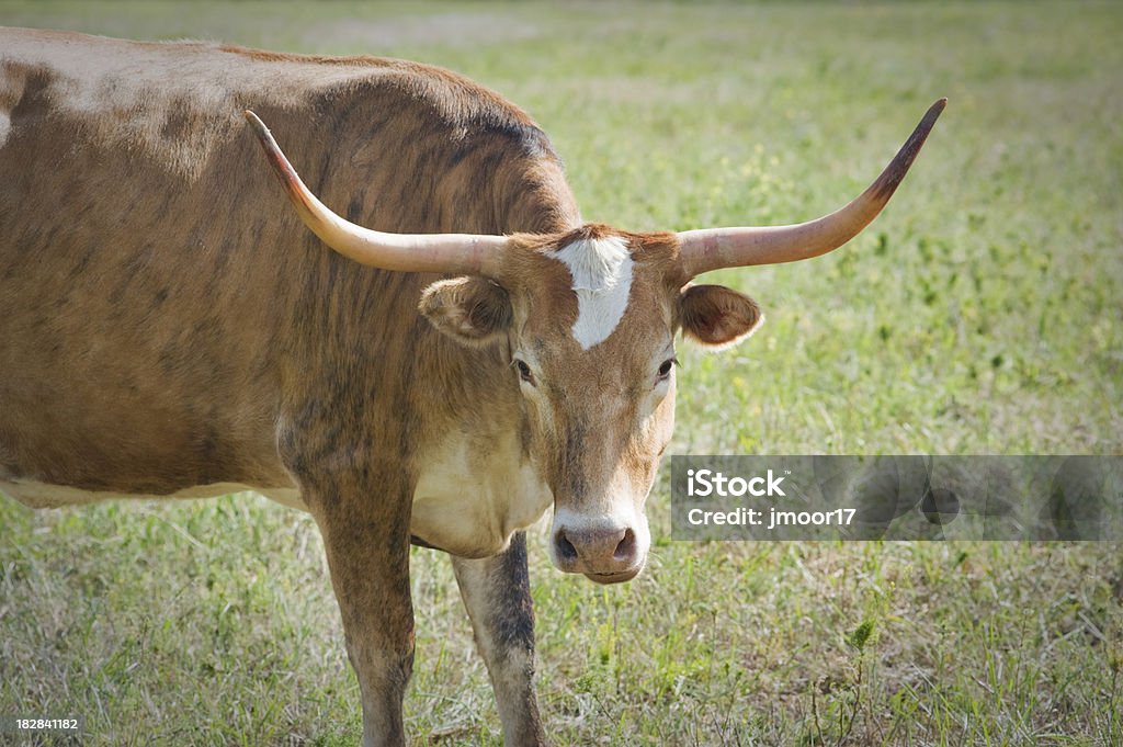 Longhorn bovini - Foto stock royalty-free di Animale