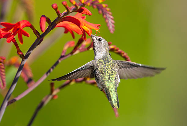 calypte anna alimentação em crocosmia flor - bird hummingbird flying annas hummingbird imagens e fotografias de stock