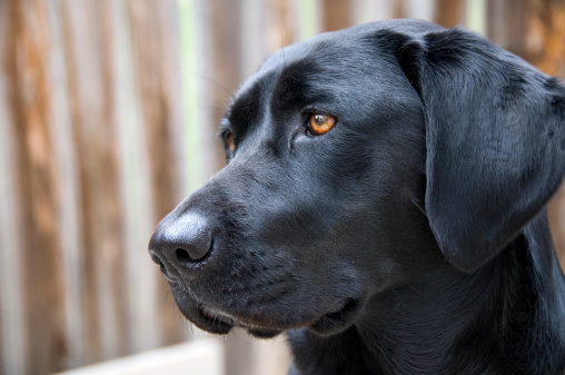 young purebred black Labrador retriever looking off into the distance.