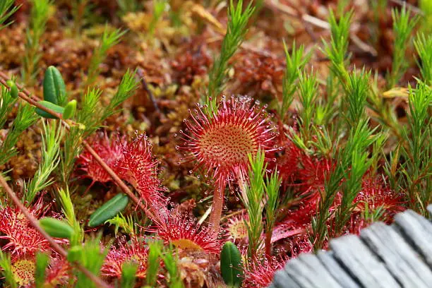 "Drosera in bog, quagmire or mire.Alps, France"