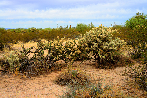 different types of cactuses in a dry area - panorama stitch