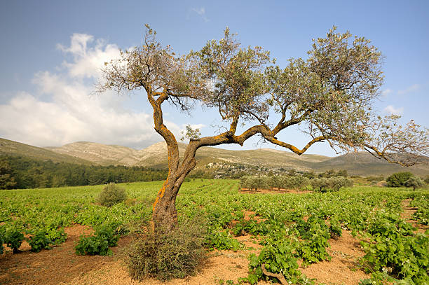 Olive tree in vineyard stock photo