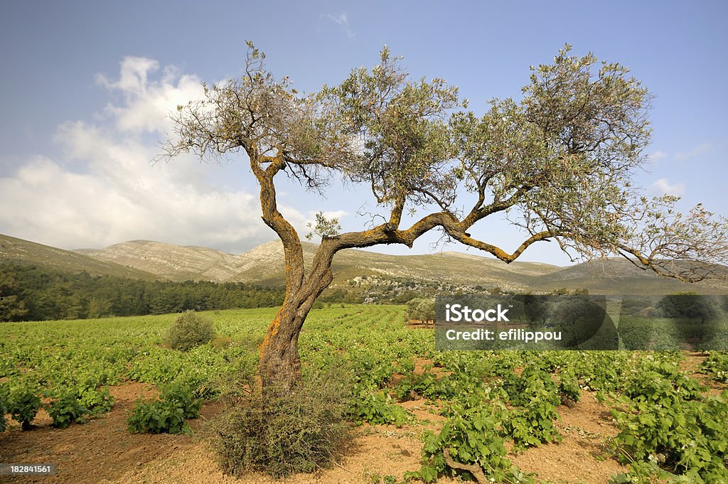 Drzewo oliwne w winnicy - Zbiór zdjęć royalty-free (Rodos - Dodekanez)