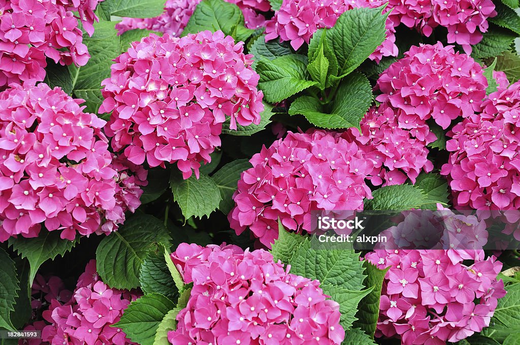 Hortensia fiori - Foto stock royalty-free di Aiuola