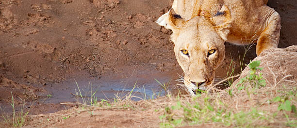 Lion Crouching, Drinking, Watching on African Safari stock photo