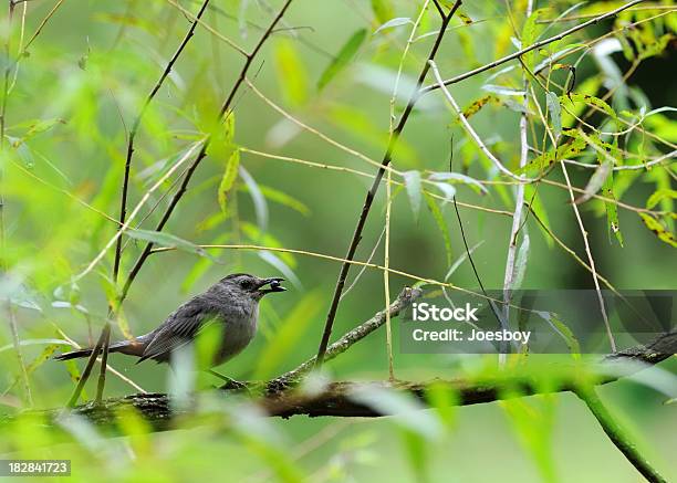 Foto de Gray Catbird Comendo Pokeberry e mais fotos de stock de Alimentar - Alimentar, Animal, Comer