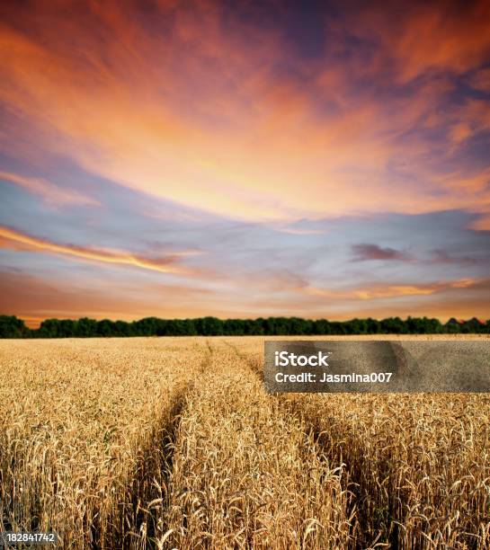 Photo libre de droit de Champ De Blé Sur Coucher De Soleil Ciel banque d'images et plus d'images libres de droit de Agriculture - Agriculture, Blé, Chaleur