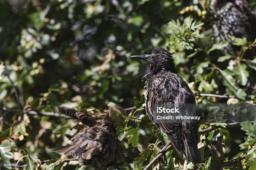 Étourneau européenne Sturnus vulgaris moelleux pour Se lisser les plumes - Photo de Aspect métallique libre de droits