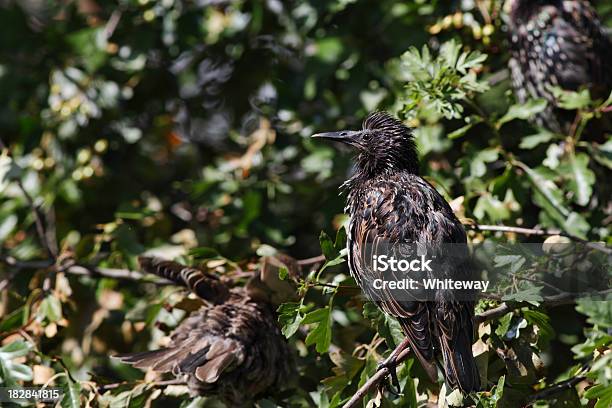 Photo libre de droit de Étourneau Européenne Sturnus Vulgaris Moelleux Pour Se Lisser Les Plumes banque d'images et plus d'images libres de droit de Aspect métallique