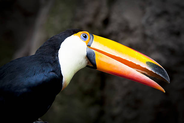 close-up di un Tucano uccello (XL - foto stock