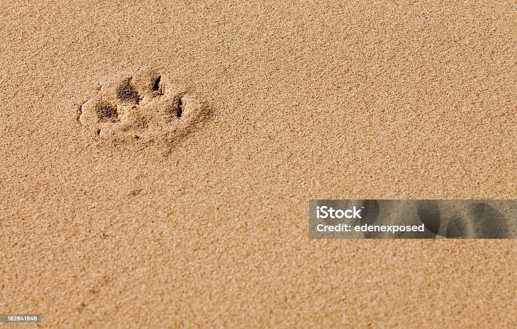 Orma di zampa animale - Foto stock royalty-free di Ambientazione esterna