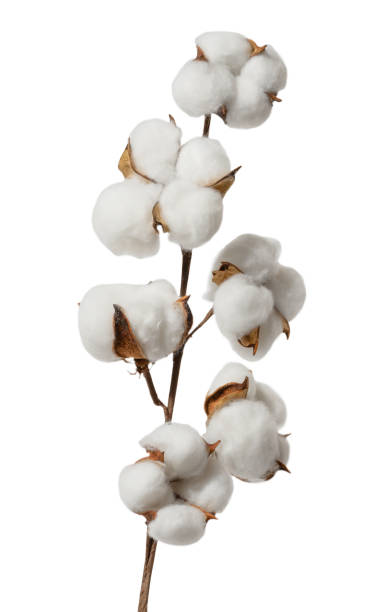 istock Dry cotton branch on white isolated background 1828418779