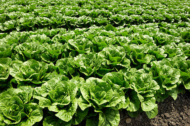 istock Close-up of Romaine Lettuce 182842245
