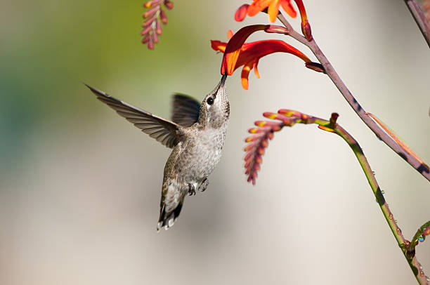 Anna's Hummingbird feeding on Crocosmia Flower Anna's Hummingbird feeding on Crocosmia Flower crocosmia stock pictures, royalty-free photos & images