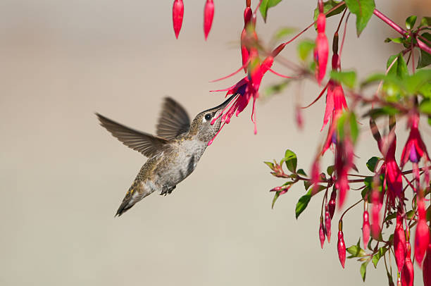 anna's hummingbird füttern über fuchsia blume - bird hummingbird flying annas hummingbird stock-fotos und bilder