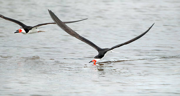 istock Black Skimmer Skimming 182842910