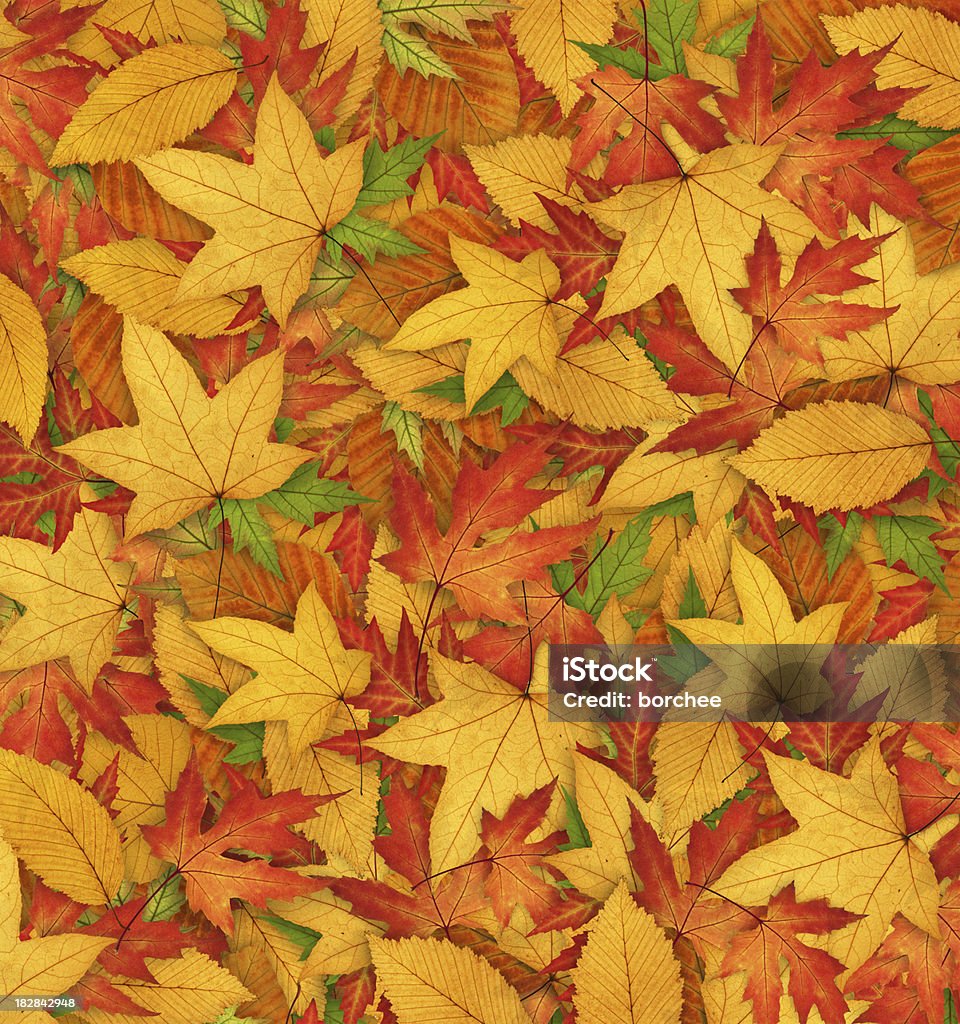 秋の背景 - かえでの葉のロイヤリティフリーストックフォト