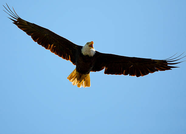 Large Male Bale Eagle Glides With Vast Wingspan