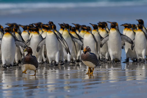 Falkland Steamer Ducks (Tachyeres brachypterus) get moved on by a large group of King Penguins at Volunteer Point in the Falkland Islands.